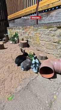 Rabbits explore their new bunny kindergarten 🐰🌿 | School Farm Othal