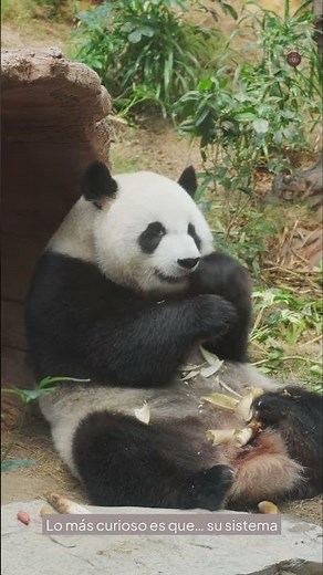 The Panda's SECRET that NO ONE tells you 🐼🌿