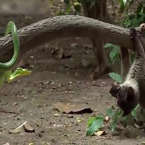215K views · 262 reactions | Intense Battle of Weasel and Arboreal Ratsnake | Fans Primitive | Facebook