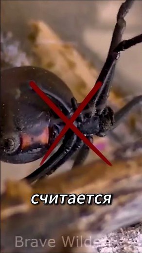 Какой паук самый ядовитый? Ты не угадаешь! 🕷️