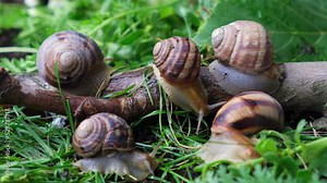 Five large grape garden snails Helix pomatia live in the forest on the grass.