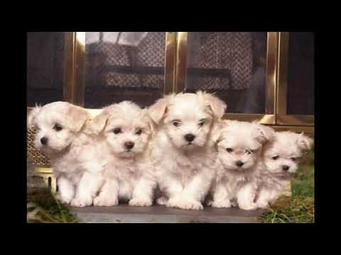 expo-vente-de-chiots-vaucluse-élevage-de-chien-france-chiots-monteux