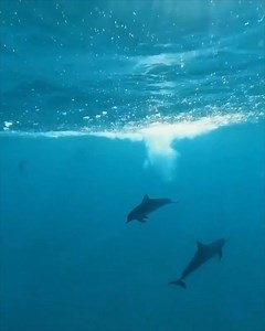WOW! A rare video clip of a dolphin jumping out of the water! Filmed from below the water, all the way out! It just doesn't get more awesome than this! Have you ever seen this before?? If so where? By IG: @aaron.underwater | Scuba Diver Life