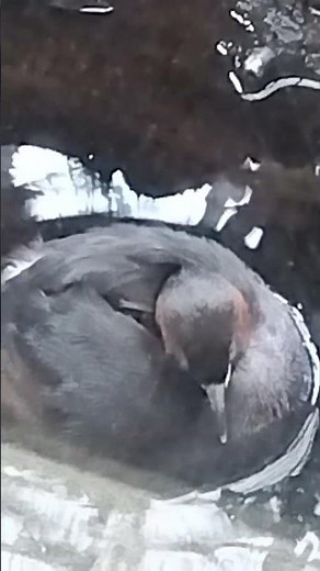 カイツブリ#上野動物園 #birds #カイツブリ