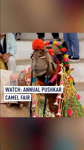 Watch: Camels as you’ve never seen them before