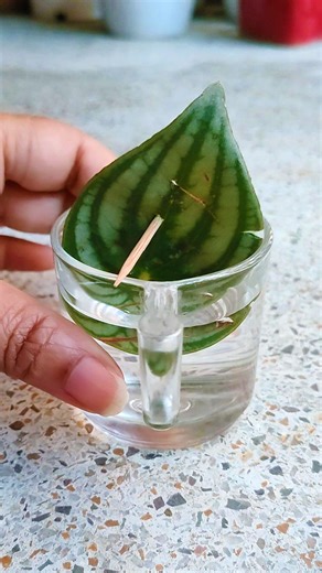 47K views · 359 reactions | Peperomia Watermelon Plant Propagation in Water from Leaf . . . Peperomia Argyreia Plant Propagation in Water from Leaf . #peperomiawatermelon #peperomiaargyreia #propagation #plantpropagation #leafpropagation #waterpropagation #plants #plantreels #homeplants #indoorplants #gardening #homegardening | Planting & Decoration | Facebook