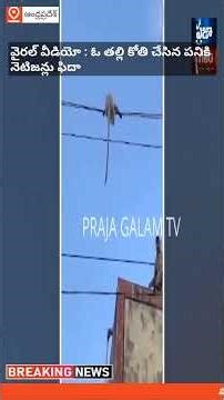 #వైరల్ వీడియో# : ఓ తల్లి కోతి చేసిన పనికి నెటిజన్లు ఫిదా..! #SUBSCRIBE PRAJA GALAM TV#