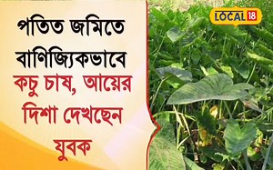 Farming : পতিত জমিতে বাণিজ্যিকভাবে কচু চাষ! বাড়তি আয়ের পথ দেখাচ্ছেন এই ‌যুবক #Local18 #Local18WestBengal #News18Bangla #Farming | News18 Bangla