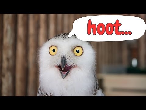 Owl Sounds & Facts for Kids