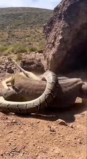 Epic Three-Way Battle: Komodo Dragon vs Python vs Sheep#KomodoFight, #WildlifeClash, #NatureVsNature