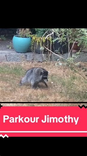 Parkour Jimothy: Viral Jimothy Flips Compilation