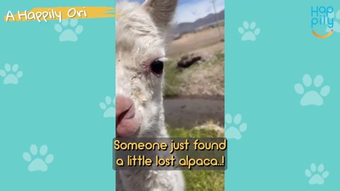 Man Finds Lost Baby Alpaca And Helps It Get Home | Happily TV