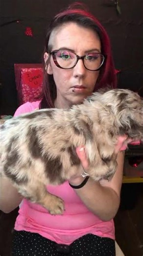 Cute puppy alert. Meet Boomhauer