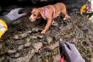 Moment RNLI rescue dog left stranded on sea cliff after chasing ball