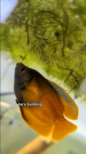 Dwarf Gourami Building a Bubble Nest