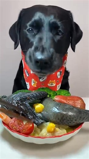 1.5K views | Black Labrador Eating food video, #dogeatingfood #asmrsounds #asmr | Eating Dogs | Facebook