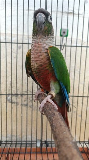 burung green check conure #salamsatuhoby #burung #birds #shorts