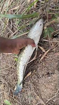 A simple way to catch a big fish using a small fish.
