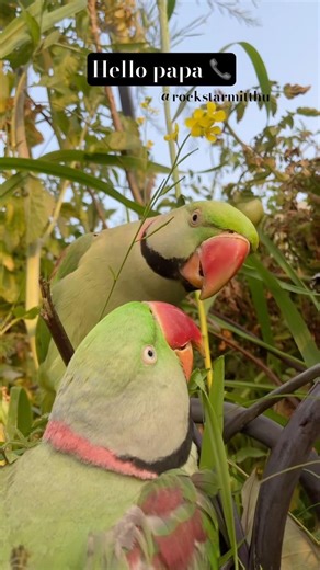 Calling mitthu papa 📞 #parrot #talkingparot #birds #parrotsinging #funny