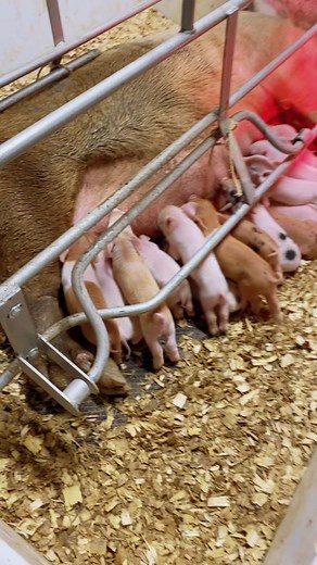 Newborn Piglets Nursing in a Barn Setting