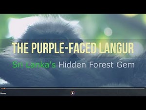 The Purple-Faced Langur: Sri Lanka's Hidden Forest Gem | Wildlife Documentary