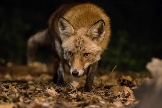 Foxes in Oregon: Types and Where They Live