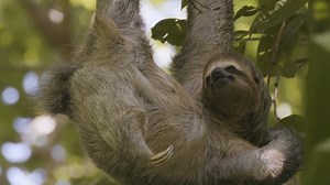 Sloths and their green coats: The slow lifestyle with a wild twist