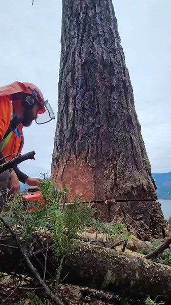 Falling some oversized the buncher left. There was a bit of a draw so tough place to lay it out. This one lands right in the log pile. I will have to be better on the camera and zoom in next time. #logging #Falling #yarding #treefelling #treefalling #treework #husqvarna #timberfaller