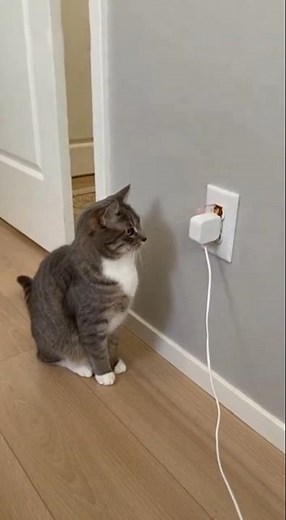 Owner Saves Cat but Both End Up Puffy! Adorable Final Look!🤣🤣🤣#viral #funny #cat #shorts #cute #fyp