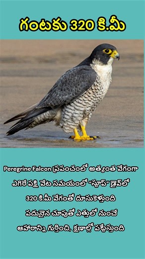 🔥 320 km/h Speed Bird 😱 | World’s Fastest Bird on Earth 🐦⚡| World Facts 🌍