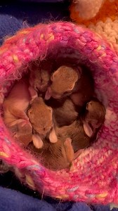 517K views · 6.9K reactions | Happy Easter Everyone! We have tons of...