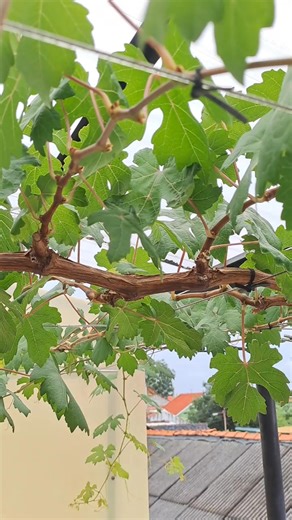 What is "ARM"? Watch this video 😉 | Warso