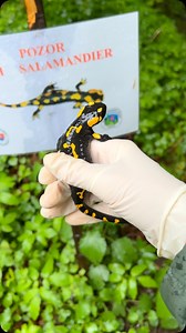 Rosie Naive Art on Reels