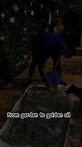 4K views · 60 reactions | I'm drying sunflower seeds from my backyard harvest, soon to become homemade organic cooking oil… A home garden truly simplifies life﫶Plant a home garden ❤️六‍華 #beinspired #diy #sunflower #sunfloweroil #gardenlife #nature #fypシ゚ | Fusheini Adams | Facebook