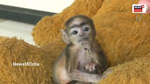 16K views · 65 reactions | #କଣ୍ଢେଇ_ଭାଲୁ_ସାଜିଛି_କୁନି_ମାଙ୍କଡ଼ର_ମା' କୁନି...