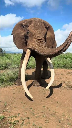Safari with an impact