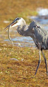 Great Blue Heron Swallows a fish Wincent S12ff #bird #nature #wildlife | HAWI Studios