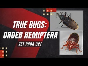 VET PARA 1 | True Bugs (Order Hemiptera) [Part 1] | Chapter 7.3 (Student Output)