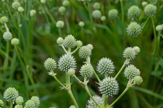 Rattlesnake Master 100 Seeds – Eryngium Yuccifolium - Etsy