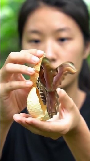 The Birth of an Atlas Moth | Nature’s Giant Masterpiece