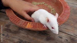Hand petting a white laboratory mouse (Mus musculus ). Uttarakhand India