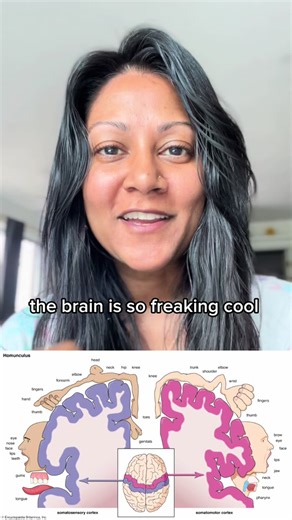 Have you ever heard of the homunculus? 🤩 The homunculus is an extraordinary part of the brain that maps the entire body of motor and somatosensory function within two cortical strips found in the frontal and parietal lobes. 💎 When we see deficits in motor and sensory function, we can determine where lesions are in the homunculus and provide a focused beginning point for our rehab techniques. 🧠 Lesions can come from strokes, brain damage through toxicology, traumatic brain injury and neurodege