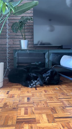 Descubre al Calupoh, el perro lobo de México