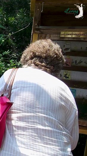 Immerse yourself in the fluttering world of Butterfly Haven! Get up close with a variety of native butterflies and see them in all stages of life, from egg to caterpillar, to chrysalis, to butterfly. No matter how old or young you are there are plenty of discoveries to be made here! This spectacular seasonal feature is included with regular admission to the VLM, so reserve your tickets online now at https://bit.ly/3MDVwfM | Virginia Living Museum