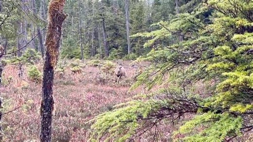 Blacktail Deer Foundation on Instagram: "While hunting Sitka Black-tailed deer on Prince of Wales Island in Alaska last month, Marshall Johnson, BDF's Regional Director for Alaska experienced, for the first time, a black-tailed doe responding to a black-tail call. Hunting with the legendary Jim Baichtal, Jim called in this doe. After Marshall captured this video, he said Jim enthusiastically exclaimed "I swear, this never gets old!" It never does! #hunting #blacktaildeer #sitka #sitkadeer #alask