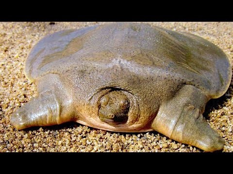 Cantor's Giant Softshell Turtle: On the Brink