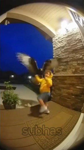 Ring Doorbell Catches Hawk Trying to Kidnap child 😱🐱🦅 #RingCamera #CaughtOnCamera #HeroCat #shorts