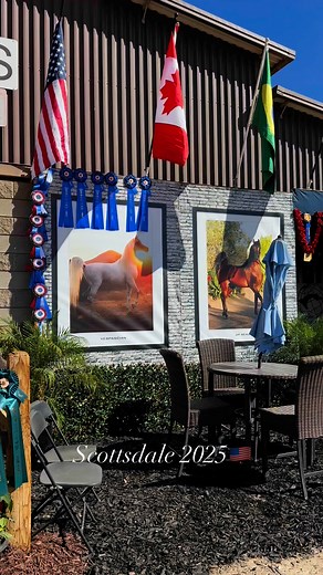 2K views · 94 reactions | Arabians International on Reels | Facebook