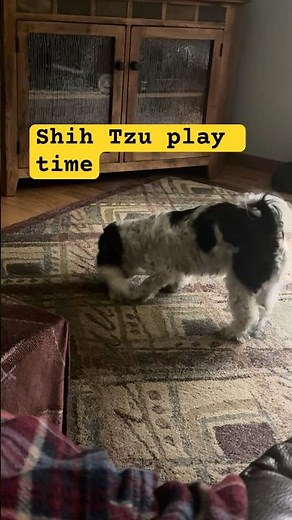Shih Tzu Plays With Her Stuffed Toy |😍🐾