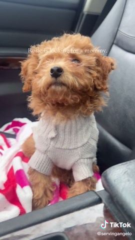 4-Month-Old Toy Poodle Ready for Adoption